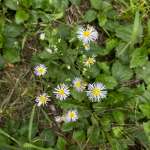 Алина, фото