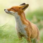 Виктория, фото