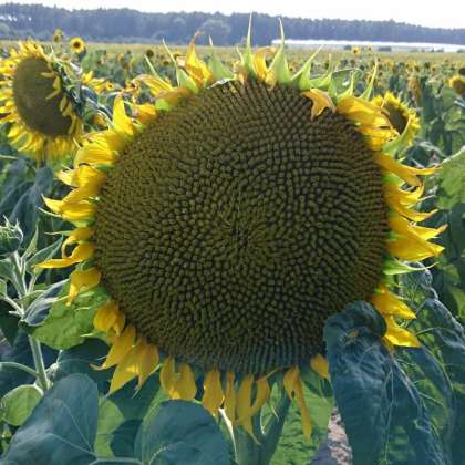 Купить Семена Подсолнечника Пионер