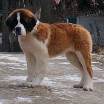 СЕНБЕРНАР ДЛИННОШЕРСТНЫЙ, в Москве