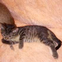 Прелестные милашки, в Москве