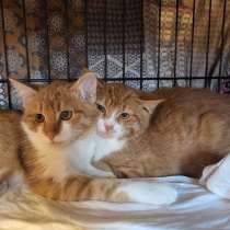 Рыжие котята в добрые руки, в Москве