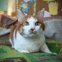 Молодой рыжий кот, в Тюмени