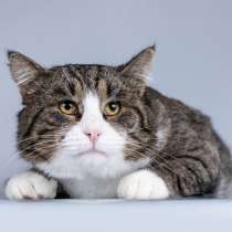 Молодая кошачья семья ищет дом, в Москве