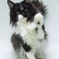 Маркизный пушистый молодой котик Дарси в дар, в Москве