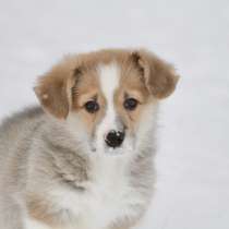 Вельш корги пемброк-девочка, в Москве