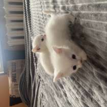 Один кот одна кошка, в Москве