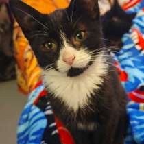 Котенок Семочка, в Санкт-Петербурге