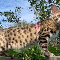 Девочка гибрид (Бенгал/Азиатский леопардовый кот), в Москве