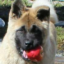 Щенки Американской Акиты, в Москве