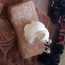 Кошка белая пушистая, в Смоленске