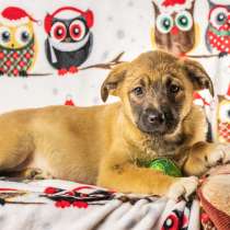 Щенок в добрые руки Марго, в Санкт-Петербурге