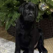 Щенки лабрадора ретривера, в Ростове-на-Дону