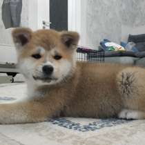 Щенки акита ину, в Кемерове