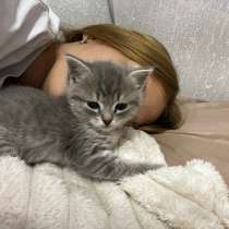 Отдам котенка. девочка, в Новосибирске