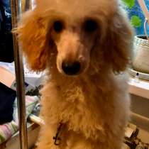 Той пудель, в Воронеже