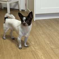 Вязка чихуахуа, в Тюмени