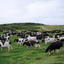 Коровы бычки телята Челным, в Набережных Челнах