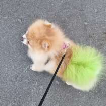 Пропала собака! Шпиц с зелёным хвостом. Вознаграждение, в Москве