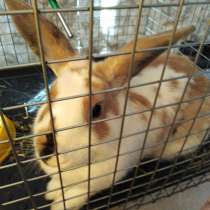 Продам кролика с клеткой 1200 рублей, в Воронеже