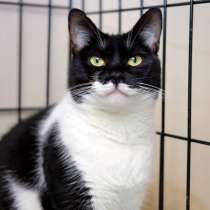 Общительная Маргоша ищет дружную семью и уютный дом, в Москве