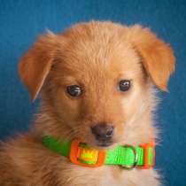 Кроха Лиска ищет родителей!, в Москве