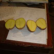 Продается картофель оптом 5+ 6+, фермерское хоз-во напрямую, в Магадане