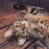 Кошечка в дар, в Москве