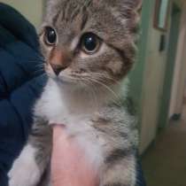 Котенок Стеша в добрые руки, в Москве