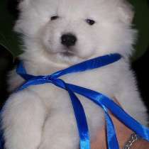 Щеночки самоедской лайки. мишки очаровашки, в Санкт-Петербурге