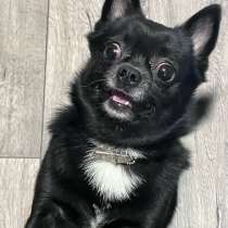 Случка, в Краснодаре