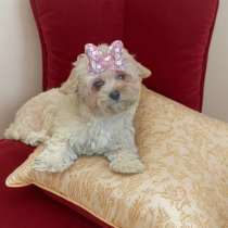 Мальтипу девочка, в г.Антверпен