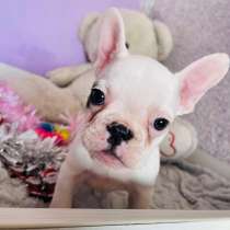 Французский бульдог, в Уссурийске