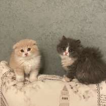 Шотландские котята, в Ростове-на-Дону