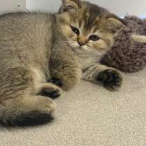 Котята британцы золотая шиншилла, в Москве