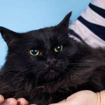 Пушистый чёрный кот Чарли в добрые руки, в Москве