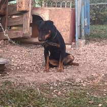 Отдам собаку, в Коврове