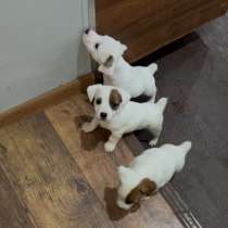 Щенки Джек Рассел терьер, в Москве