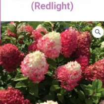 Гортензии метельчатые, в Самаре