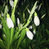 Подснежники, в Москве