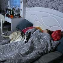 Щинок в добрые руки, в Челябинске