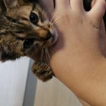 Котёнок в добрые руки, в Бузулуке