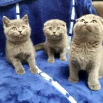 Британские котята, в Санкт-Петербурге