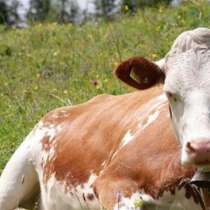 Продам корову 30000, в Бийске