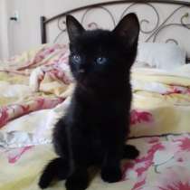Чёрные котята ищут дом, в Феодосии