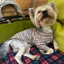 Ищем девочку для Йорка, в Иркутске