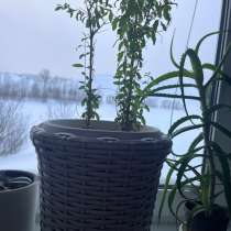 Кашпо на заказ, в Чусовой