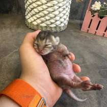 Котята, породы Британская золотая шиншила, в Ставрополе