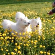 Белоснежный жених самоед для вязки, в Москве