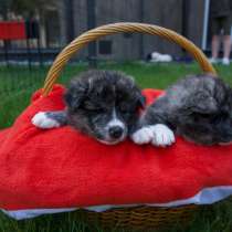 AKITA INU, в г.Минск